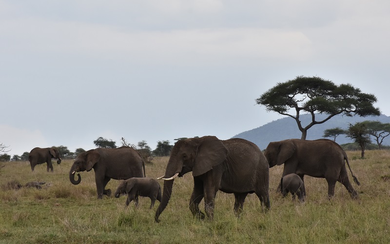 TANZANIA SAFARI